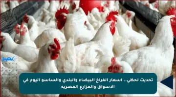 تحديث لحظي.. أسعار الفراخ البيضاء والبلدي والساسو اليوم في الأسواق والمزارع المصرية